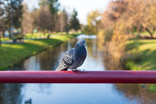 Paloma en la baranda del puente en el parque de otoño contra el fondo del lago