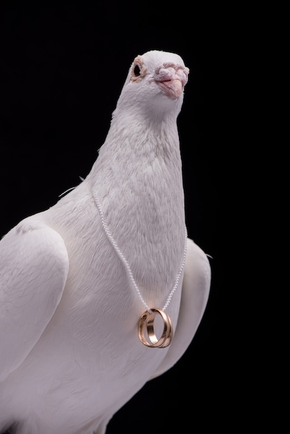 Foto paloma blanca con anillos de boda en el cuello aislado en la pared negra.