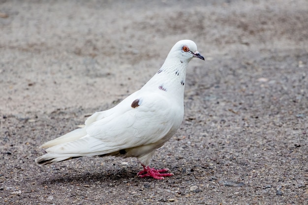 Una paloma blanca en la ciudad sobre asfalto está buscando comida