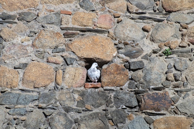 Paloma blanca en el nido un agujero en la pared de piedra