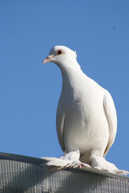 paloma blanca de la paz