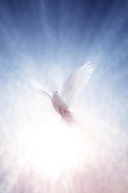 La paloma blanca que se eleva hacia el cielo con las alas extendidas y los brillantes rayos de luz simbolizan