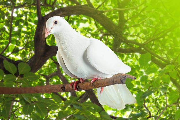 Foto paloma blanca en la rama de un árbol