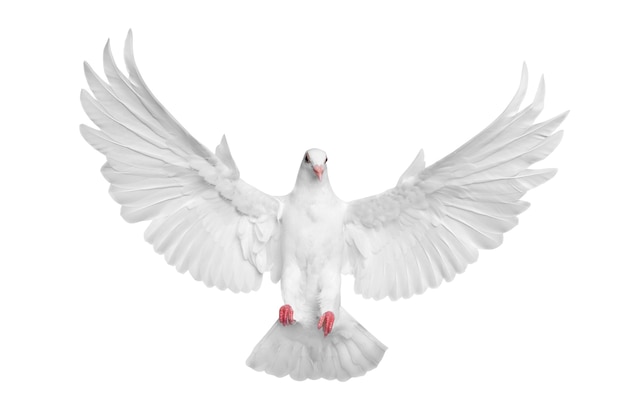 Paloma blanca volando aislada sobre un fondo blanco