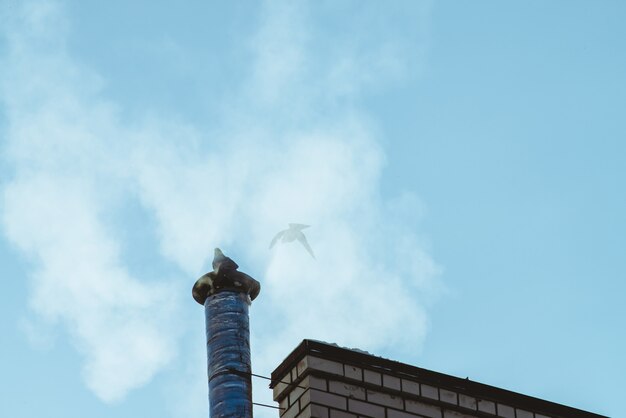 Paloma en la chimenea sobre el cielo azul brillante en la nube de vapor o humo con espacio de copia. La paloma pequeña agitó sus alas. Cielo despejado sobre el techo con silueta de dos pájaros.