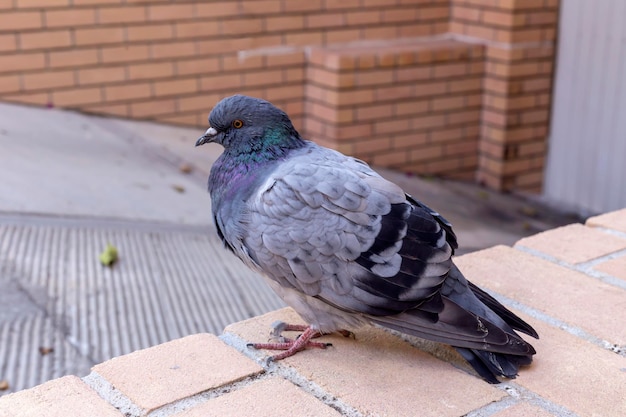 La paloma de la ciudad se sienta en una cerca de piedra en un día de invierno