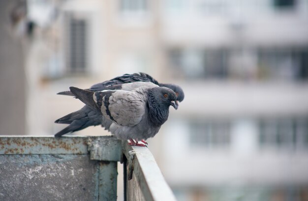 Paloma de la ciudad se sienta en una valla en la calle