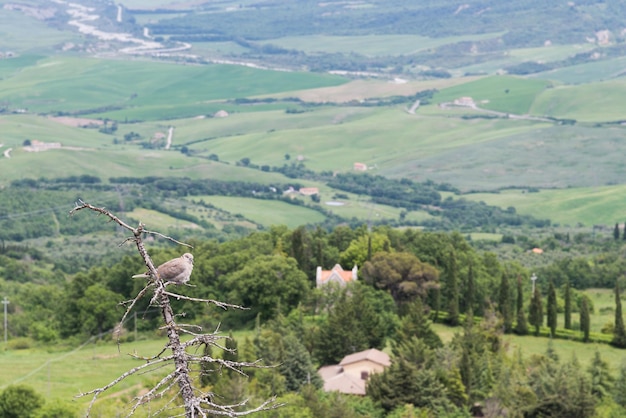 Paloma de collar encaramada en un árbol en Val d'Orcia Toscana