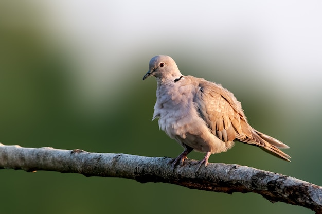 Paloma con collar de Eurasia sentado en la rama de un árbol haciendo preen