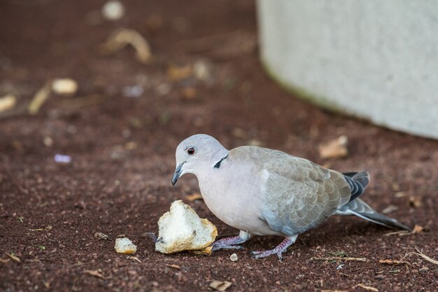 Paloma de collar de Eurasia, Streptopelia decaocto, comiendo restos de pan en el suelo. Puerto Rico, Gran Canaria en España