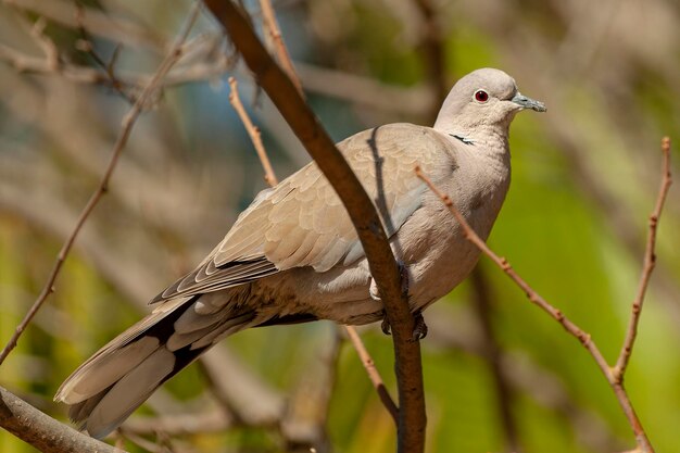 Paloma de collar euroasiático Streptopelia decaocto Málaga España