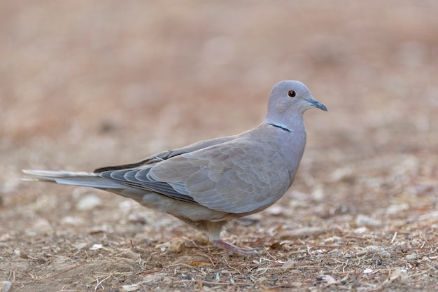 Paloma de collar euroasiático (Streptopelia decaocto) Málaga, España