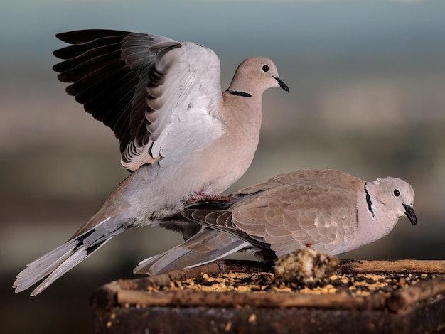 Paloma de collar euroasiático (Streptopelia decaocto).