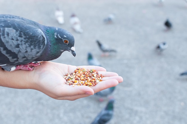 Paloma comiendo de la mano de una mujer en el parquealimentando palomas en el parque durante el día