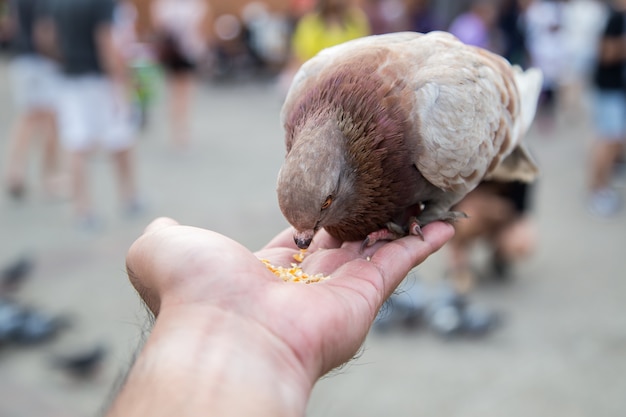 Paloma comiendo semillas de maíz en la mano