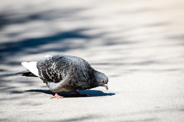 Paloma en un entorno urbanoanimales en la ciudad