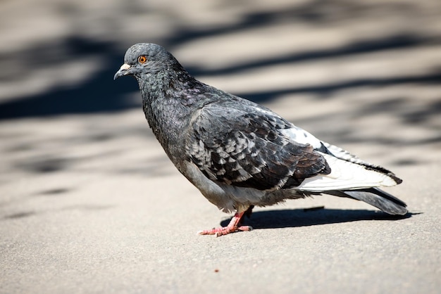 Paloma en un entorno urbanoanimales en la ciudad