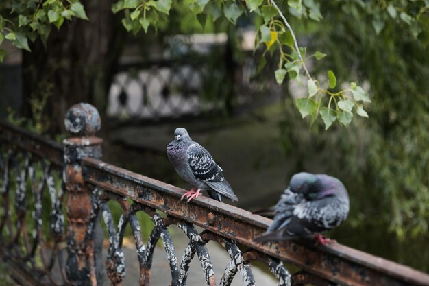 Una paloma está sentada sobre una valla de hierro debajo de un árbol entre dos pájaros