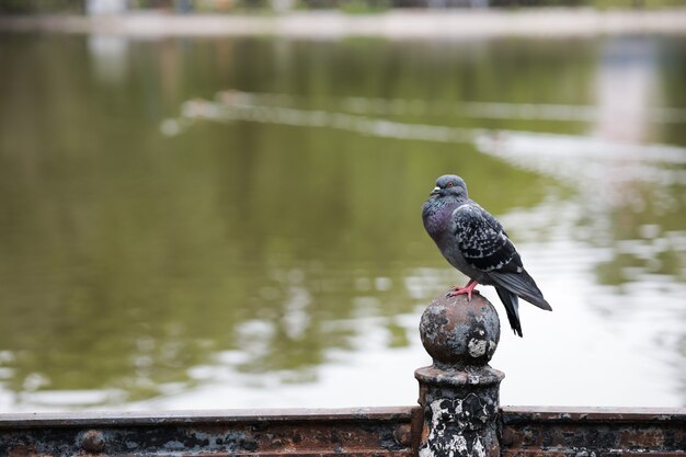 Una paloma está sentada sobre una valla de hierro frente al lago del parque