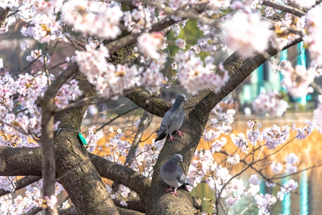 paloma y flor de cerezo en primavera