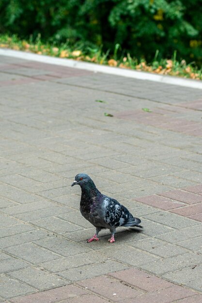 Paloma gris en la calle de la ciudad.