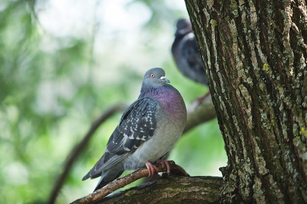 Paloma gris sentada en la rama de un árbol