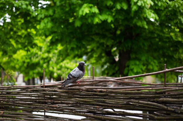 Paloma gris en la valla de madera