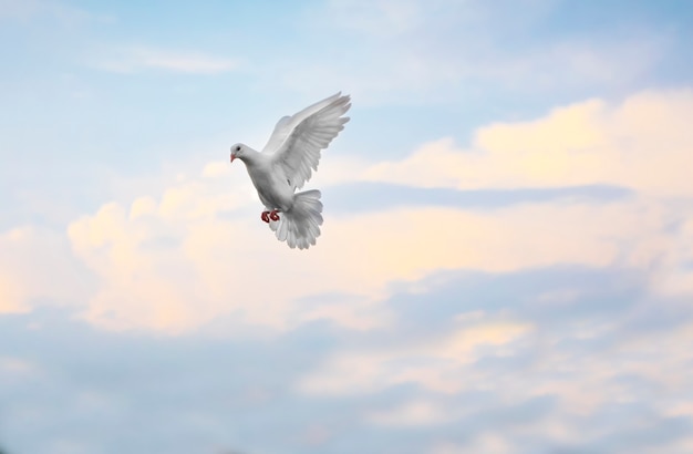 paloma mensajera blanca de la pluma que vuela aire mid contra el cielo azul hermoso