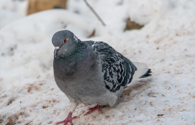 Una paloma con un ojo rojo camina sobre la nieve.