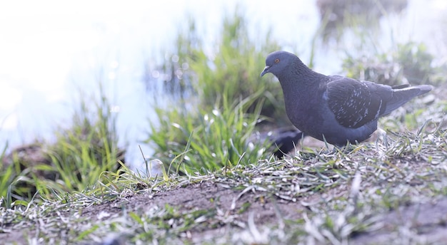 Paloma en la orilla del estanque Un pájaro gris junto al río La paloma se alimenta cerca del estanque en primavera