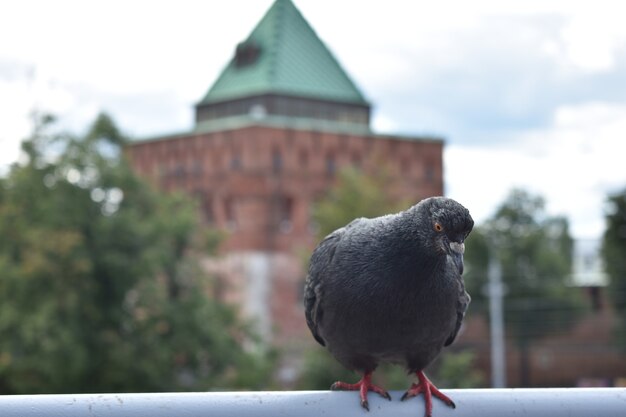 Paloma pájaro con el telón de fondo del Kremlin