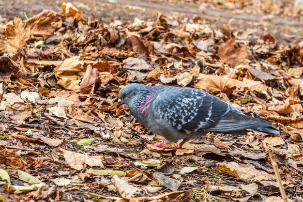 Paloma en el parque de la ciudad con hojas de otoño