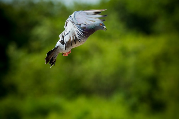 Paloma de plumas blancas volando contra el cielo azul claro