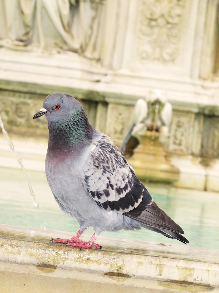 Una paloma posada en el lado de la piscina de la Fonte Gaia o la Fuente de la Alegría en Siena, Italia