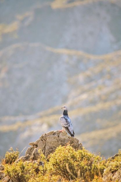 Foto paloma posada en la roca