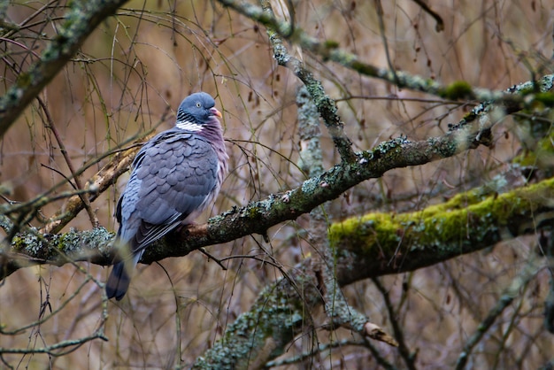 Paloma salvaje sentada en una rama de árbol en el bosque pájaro salvaje en la naturaleza