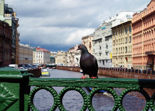 Paloma sentada en la cerca del puente que cruza el canal de San Petersburgo