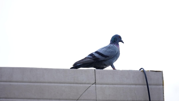 Paloma sentada en un edificio