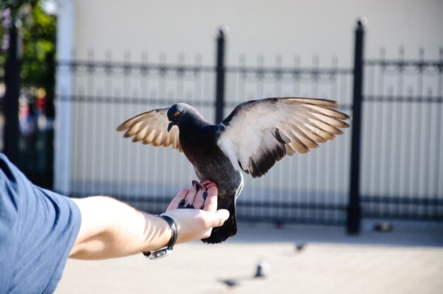 Foto paloma sentada en la mano con alas estiradas closeup sergiev posad región de moscú rusia