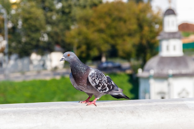 Paloma sentada en el pasamanos en un parque de la ciudad