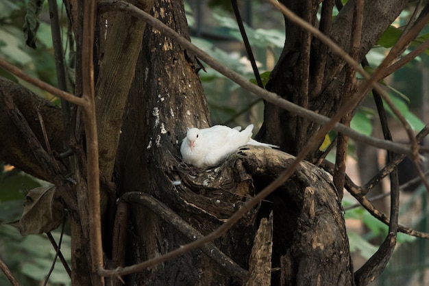 Paloma sentada en una rama de árbol