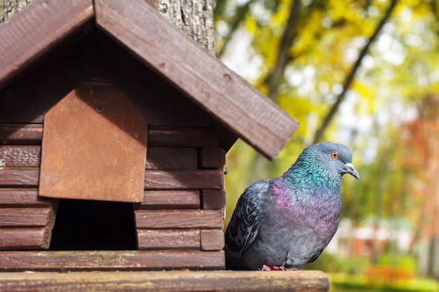 Paloma se sienta en una casa de aves en un árbol en un bosque de verano.