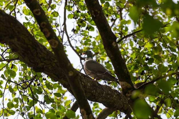 Una paloma torcaz, columba palumbus, sentada en una rama en su entorno natural en primavera