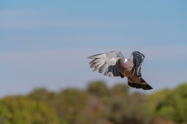 Paloma Torcaz común (Columba palumbus) Toledo, España