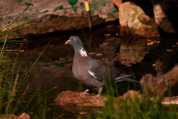 La paloma torcaz es una especie de ave columbiforme de la familia columbidae