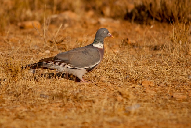 La paloma torcaz es una especie de ave columbiforme de la familia columbidae