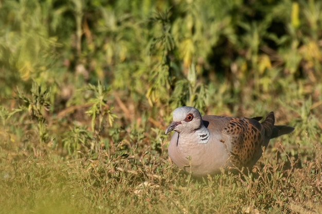 Paloma tortuga europea Streptopelia turtur hierba sentada cerrar