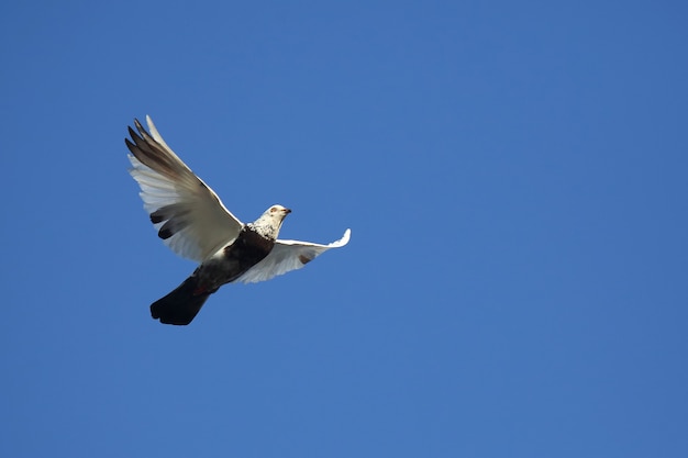 Paloma volando en el cielo azul