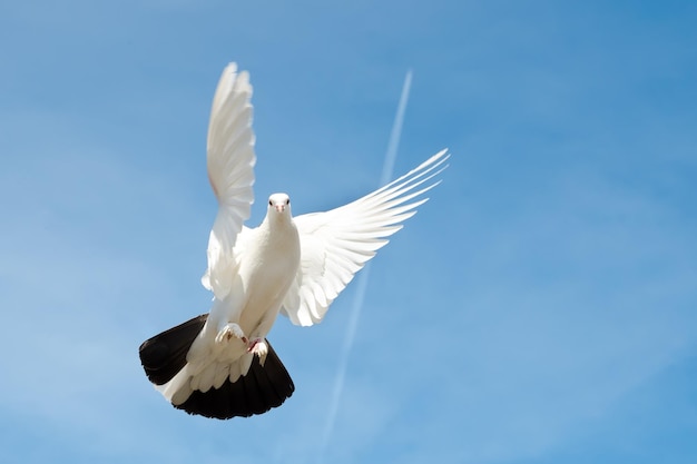 Foto paloma volando en el cielo