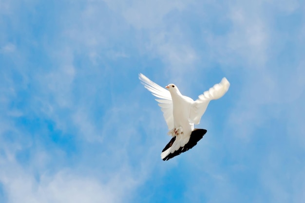 Paloma volando en el cielo